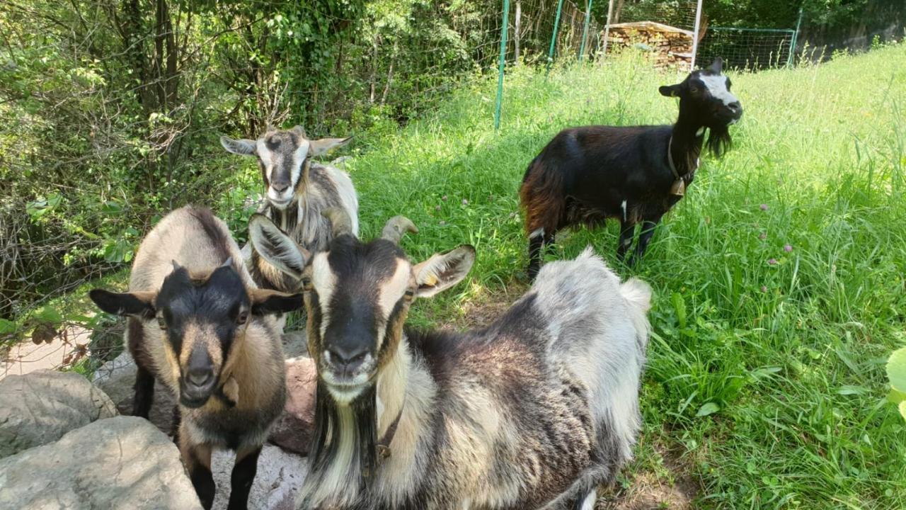 Ferienwohnungen Koflerhof Castelrotto Bagian luar foto